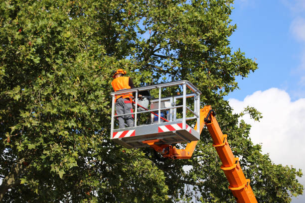 Reliable Rockwood, VA Tree Removal and Landscaping Services Solutions